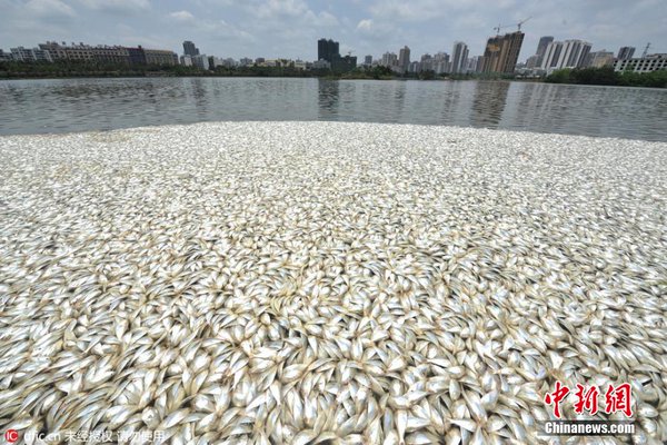 Tons of dead fish washing up all at once in lakes and oceans